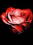 pic for Red Rose